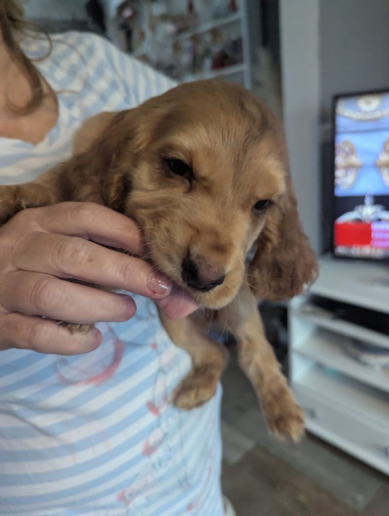 × Ready Now × Beautifull Cocker Spaniel Pups 