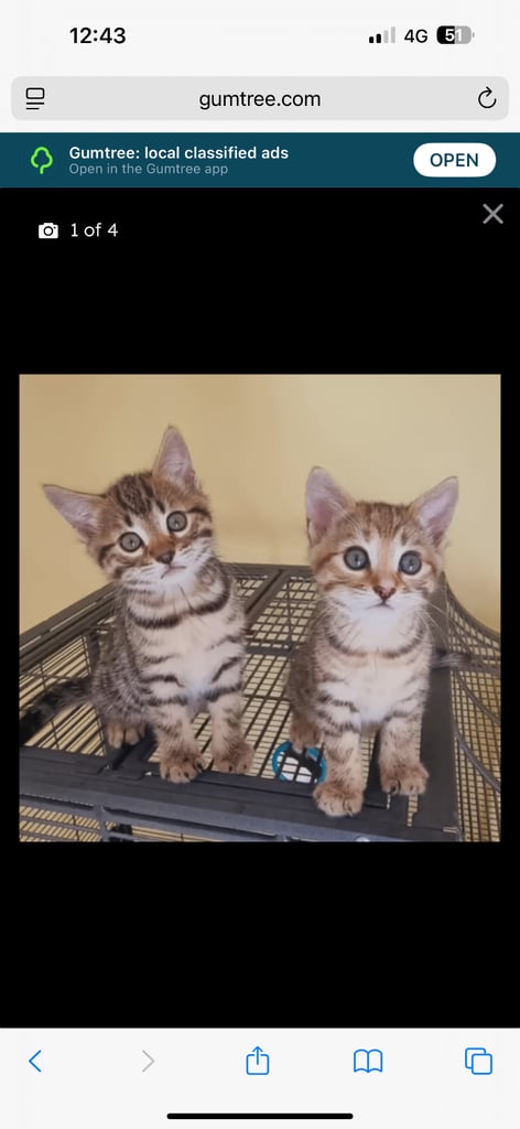Bengal Cats for sale 