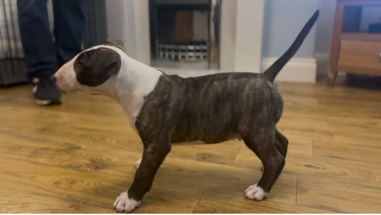 🏴󠁧󠁢󠁥󠁮󠁧󠁿 English Bull Terrier Puppies 🏴󠁧󠁢󠁥󠁮󠁧󠁿 