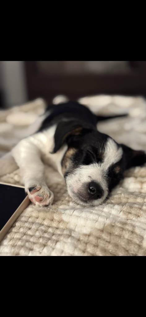 Border terrier puppy 