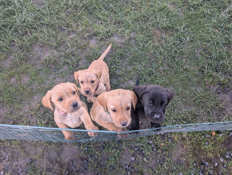 beautiful Fox red/Black Labrador puppies