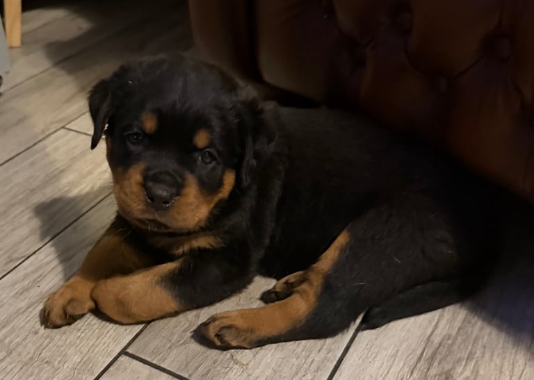 image for STUNNING KC REGISTERED ROTTWEILER PUPS 