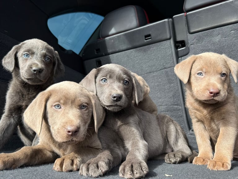Labrador puppies Charcoal & Silver