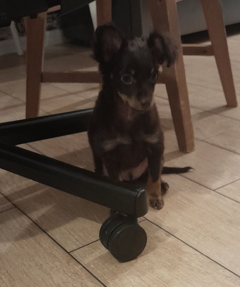 Purebred Russian Toy Terrier puppy long-haired