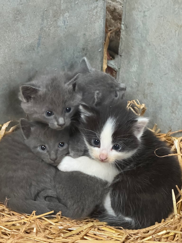 Kittens for sale - 2 boys, 2 girls  £120