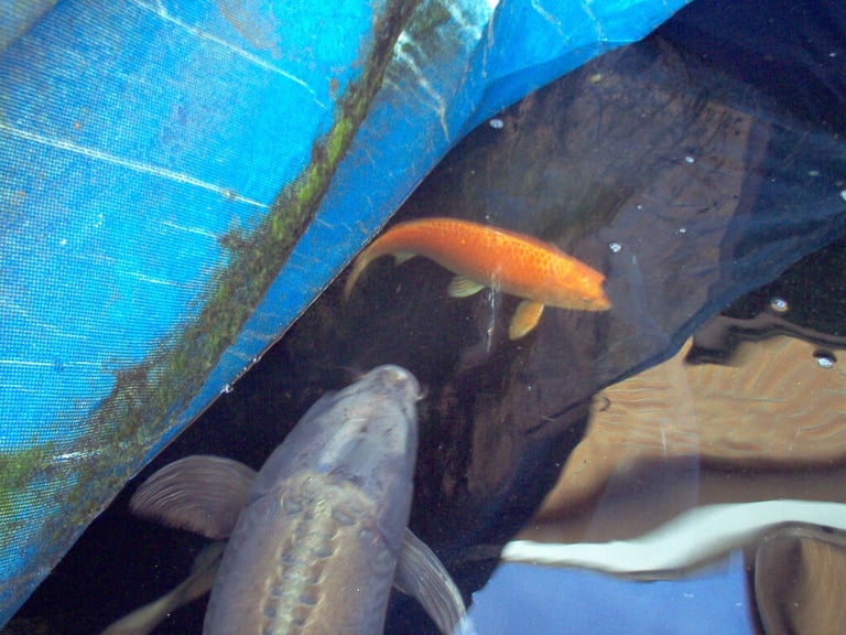 image for Koi carp Grass carp