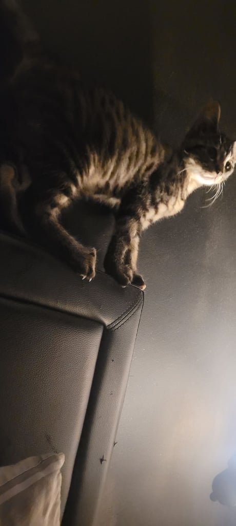 4 month old kitten tabby 