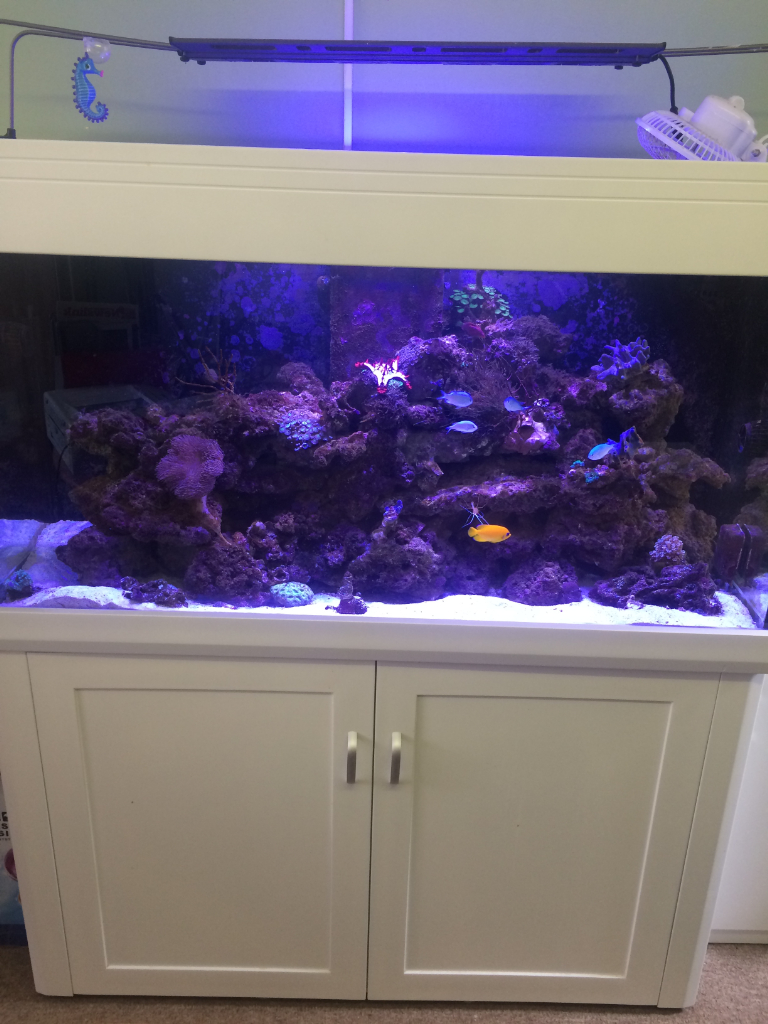  Aqua one White 400 marine tropical fish tank aquarium with setup