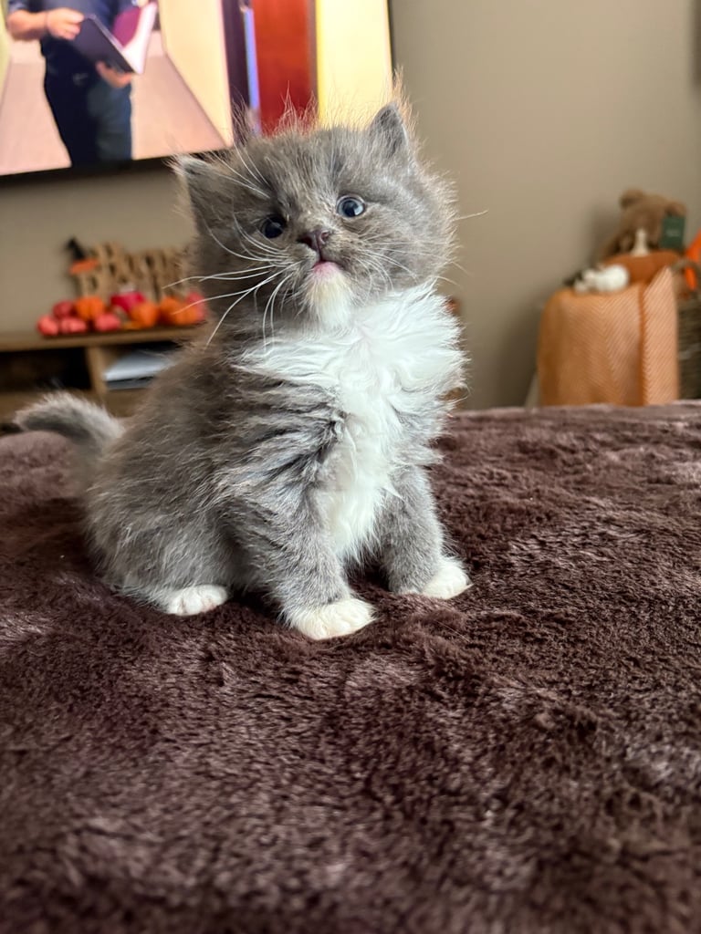 Beautiful Russian blue x British shorthair kittens 