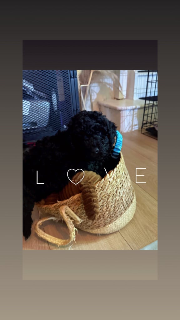 Last little Cockapoo boy 