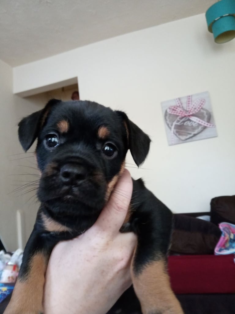 2 Female French bulldog x terrier mix 450 each