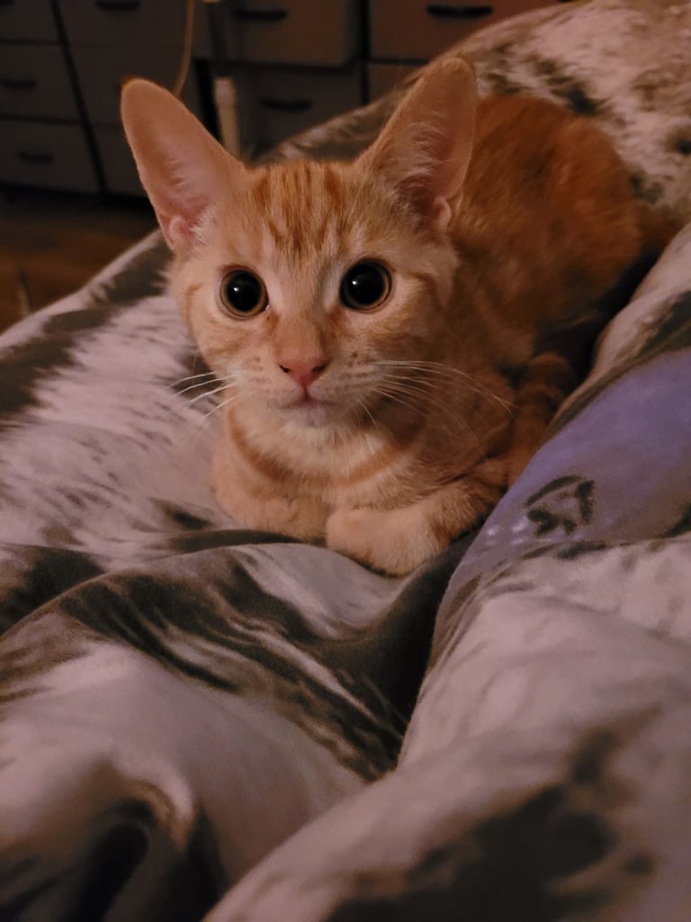 image for Ginger female kitten, 10 Weeks
