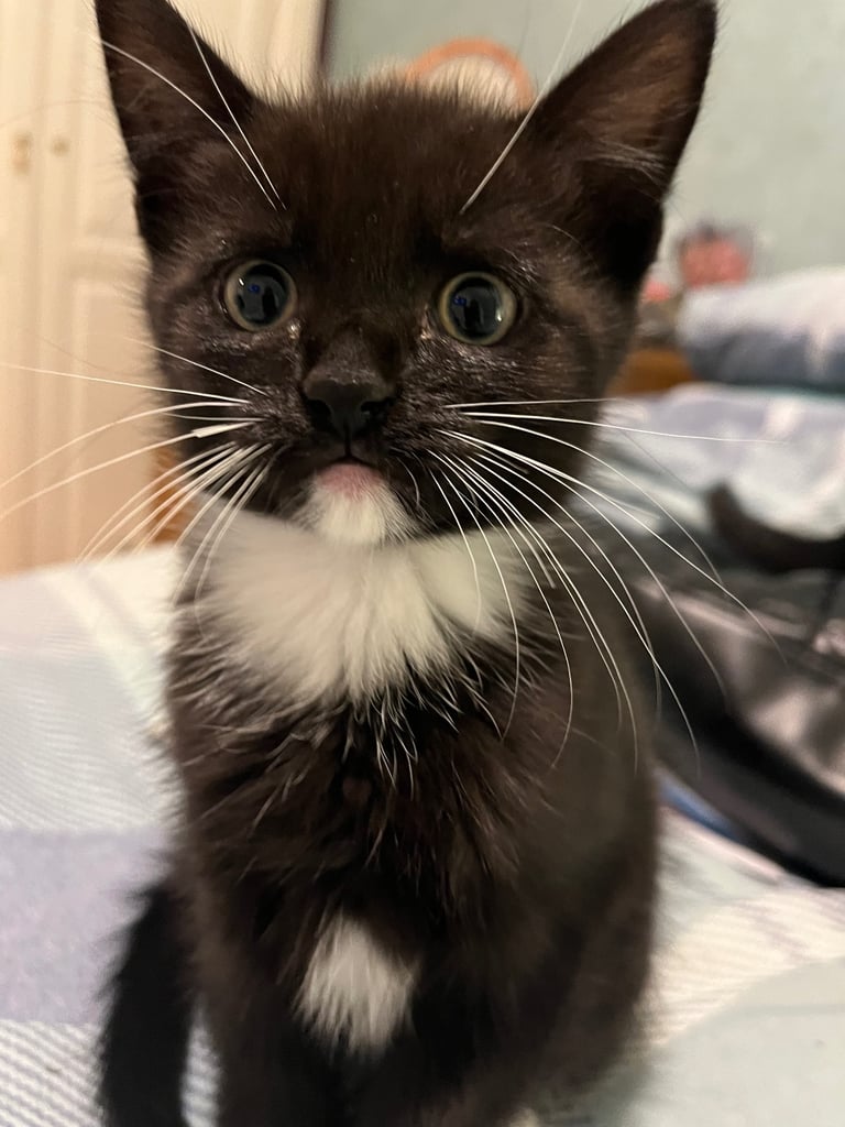 Kittens 