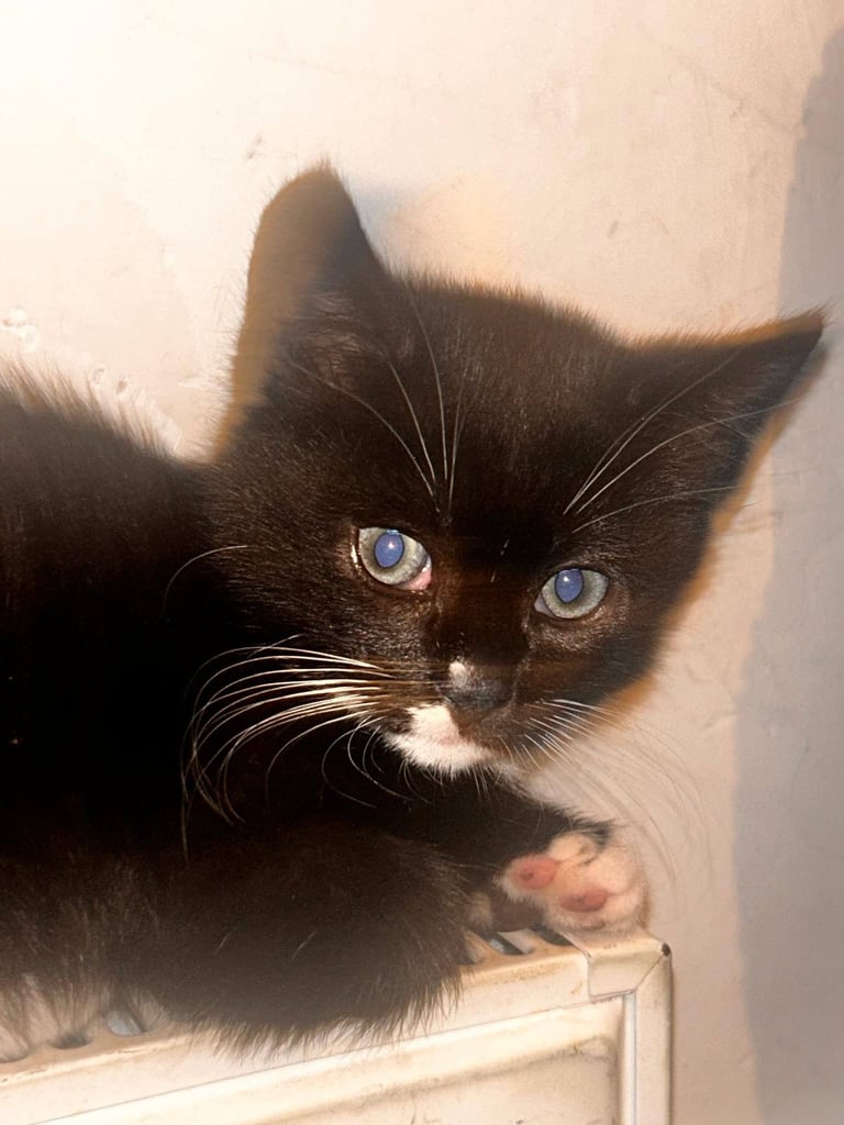 Kitten