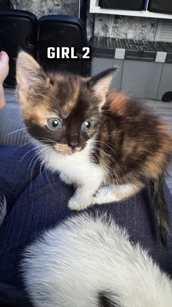 Beautiful Calico X Tuxedo Kittens
