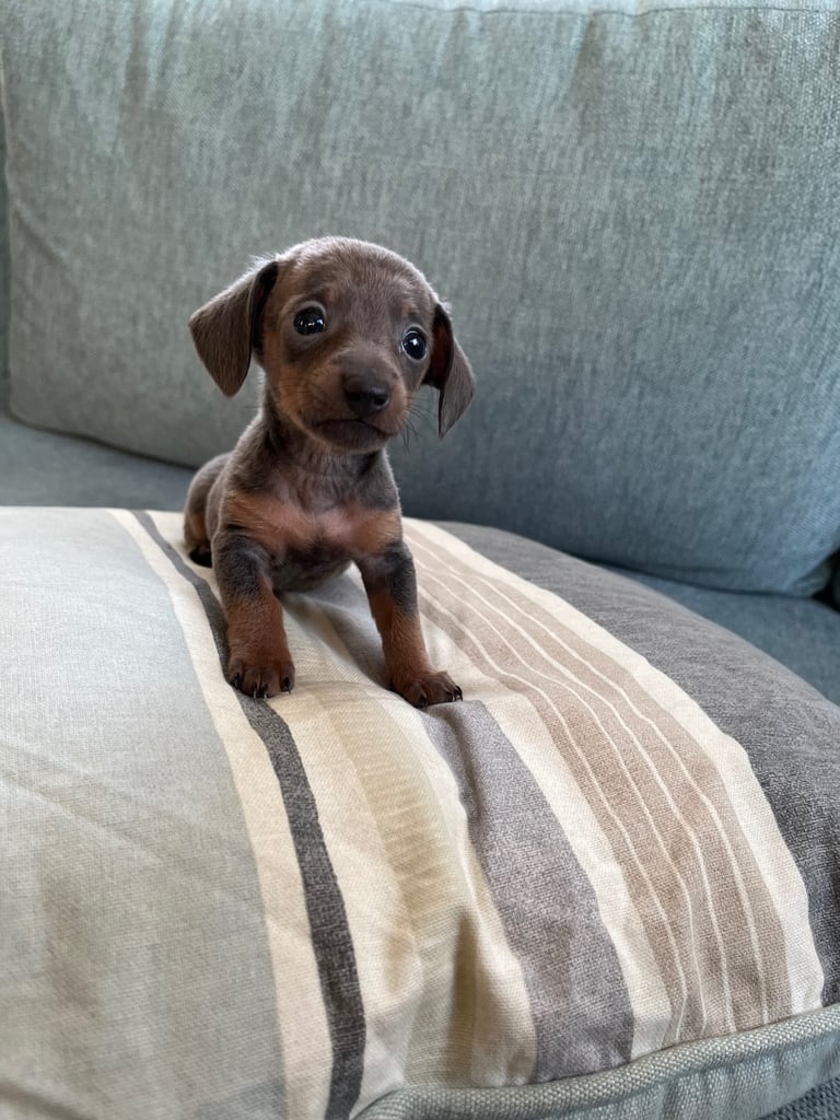 Miniture dachound 