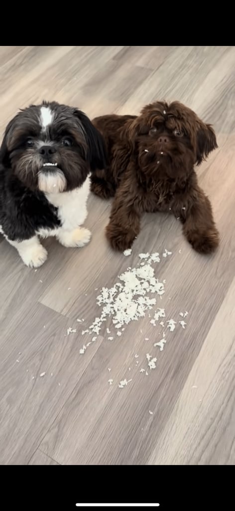 image for Rollo & Oreo looking for their FURever home