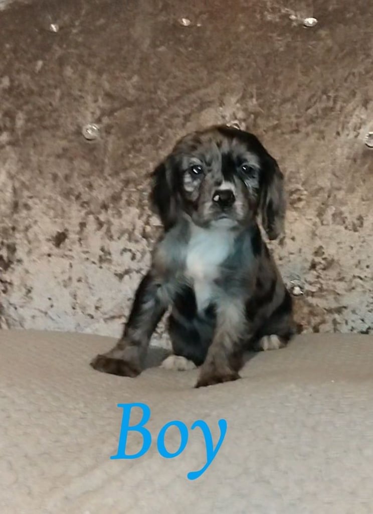 Cocker spaniel puppies 