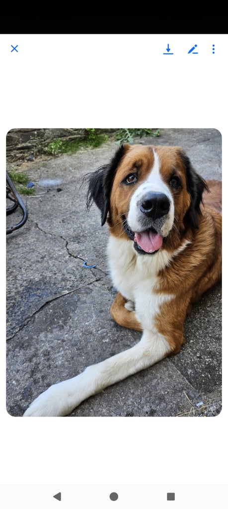 St Bernese mountain dog  X puppies