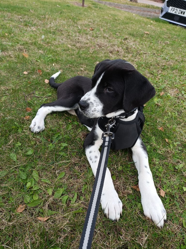 Mixed breed puppies for sale