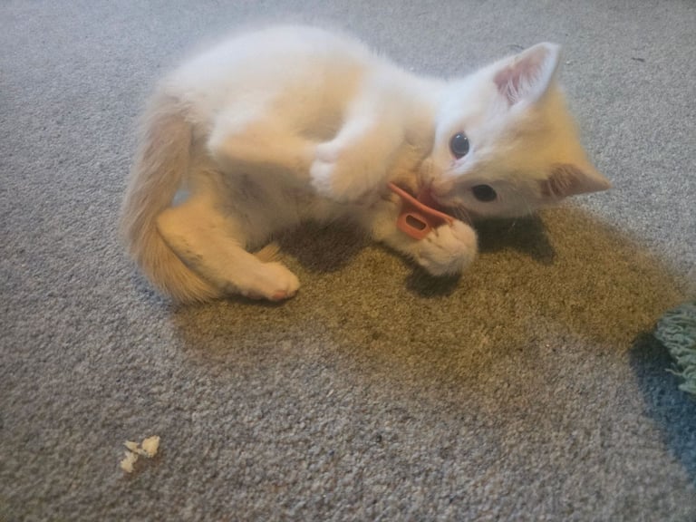 11 Week old ragdoll mix kitten