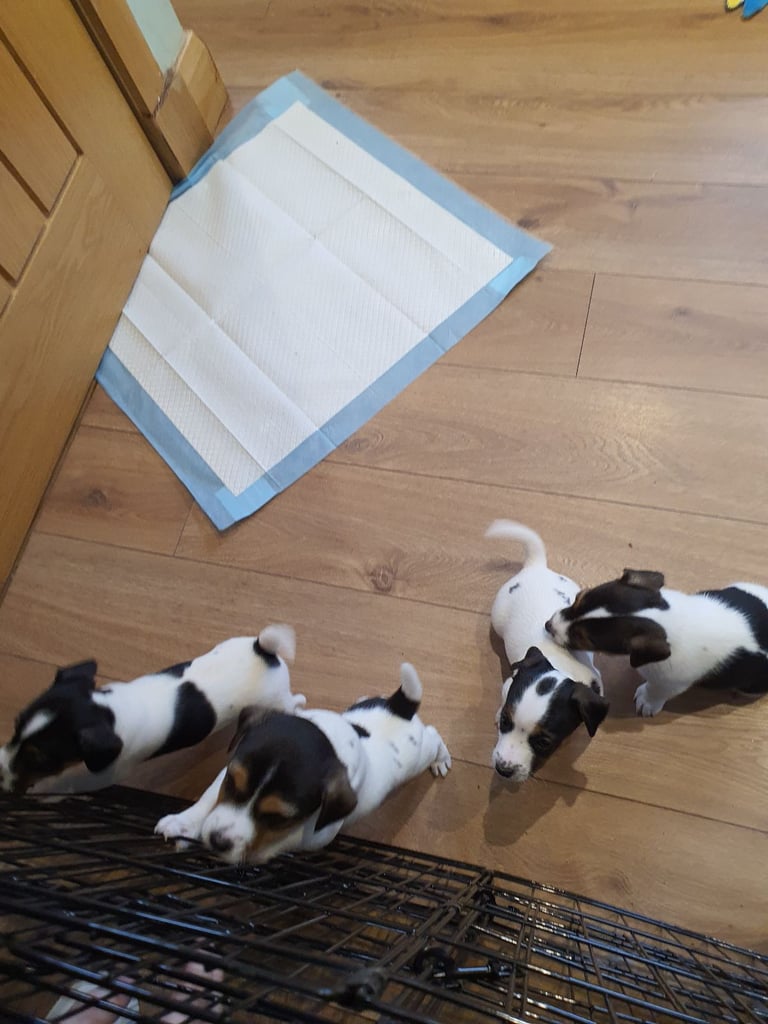 Jack Russell Puppies 