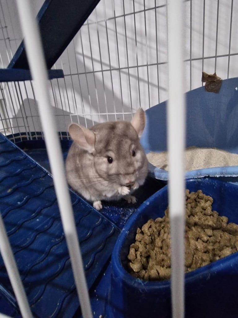A friendly chinchilla 