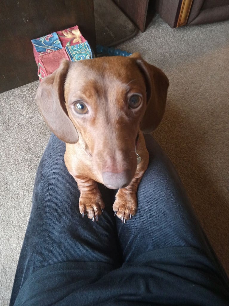 Mini dachsund for rehoming