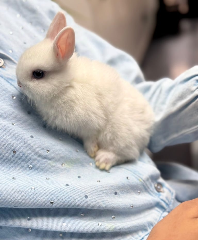 netherland dwarf bunnies