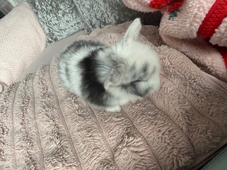Mini lop babies 
