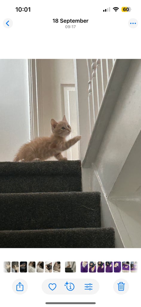 British shorthair kitten - Golden 