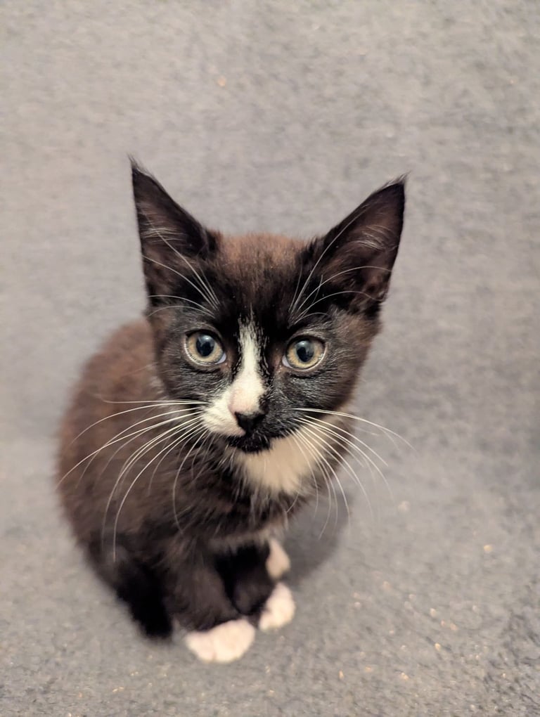  beautiful kitten ready for their forever homes
