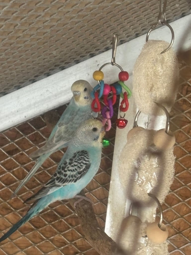 image for Baby budgies 