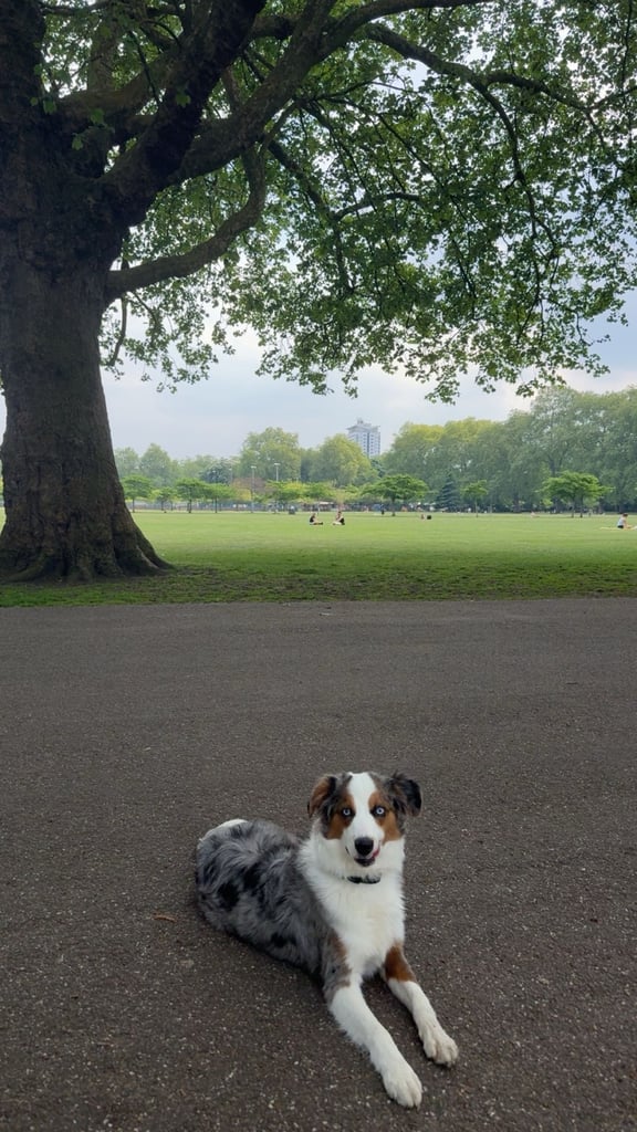 Yoshi, toy australian shepherd for sale 