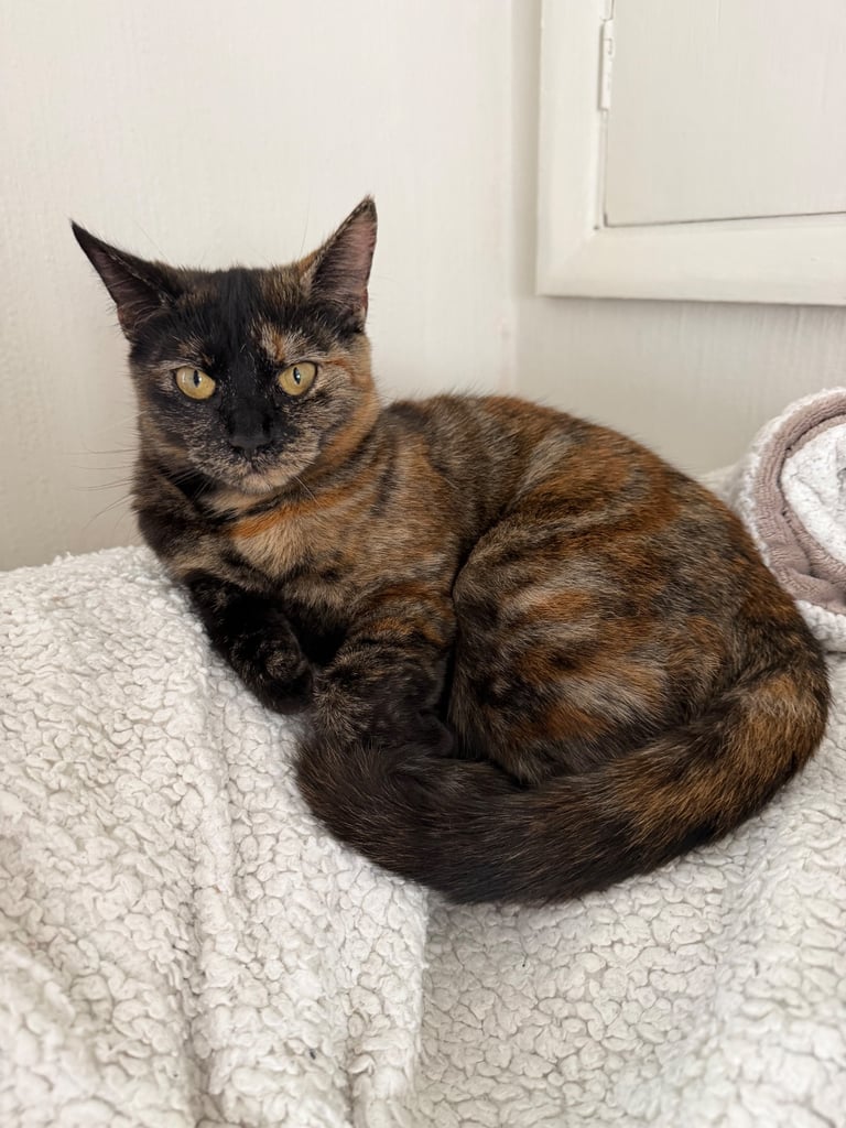 2 cats urgently need rehoming 