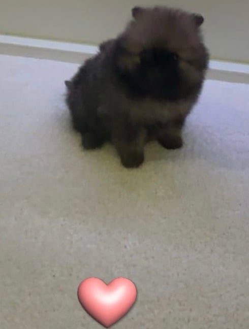Tiny Pomeranian puppies