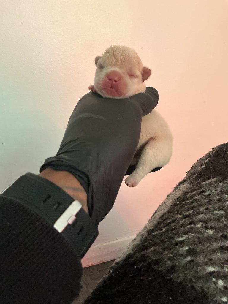 ✨15 Beautiful French Bulldog Puppies ✨