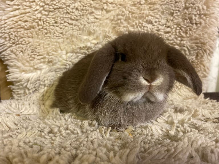 image for Mini lop boys one left 