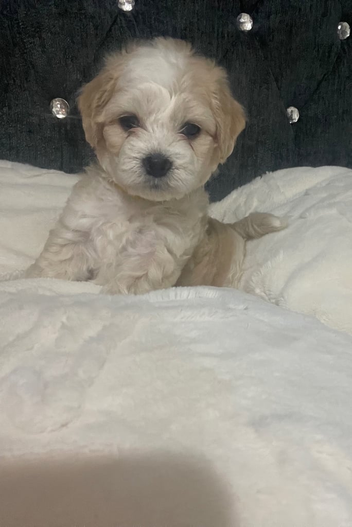 Cotton de tuller x cocker spaniel 