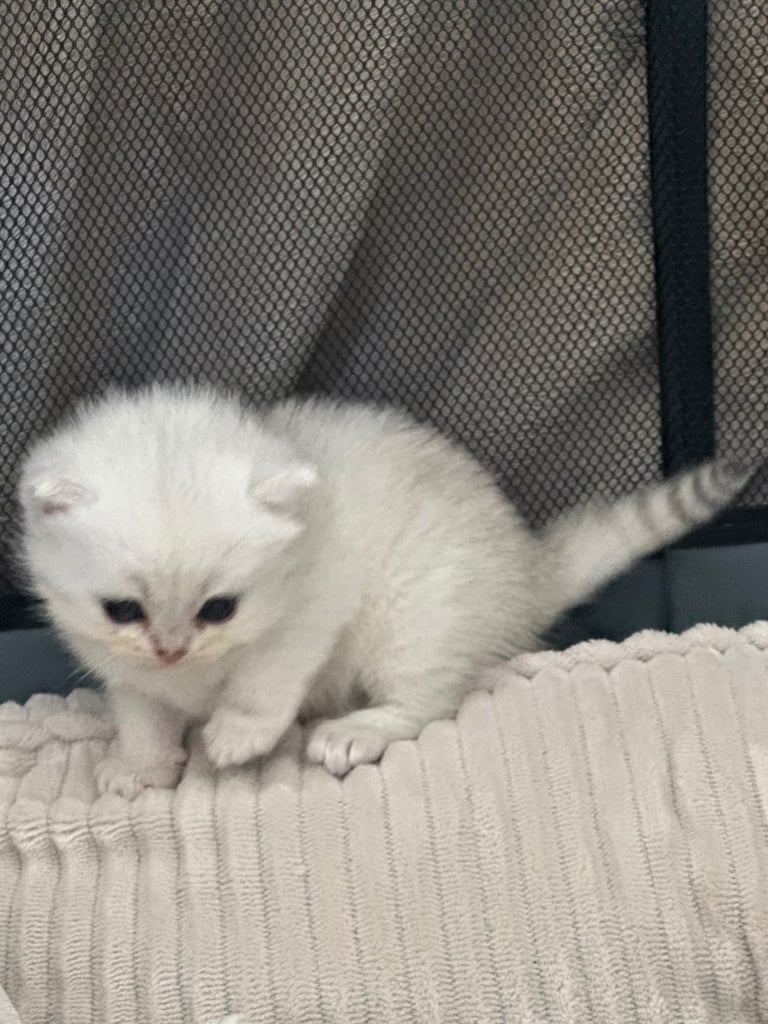 Silver tip scottish straight persian silvertip mix breed 