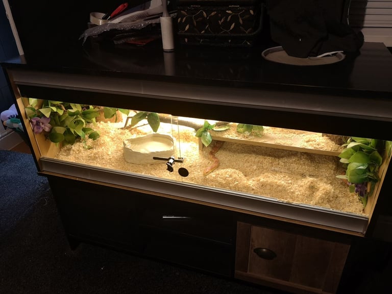 Corn Snake and 4ft Viv set up 