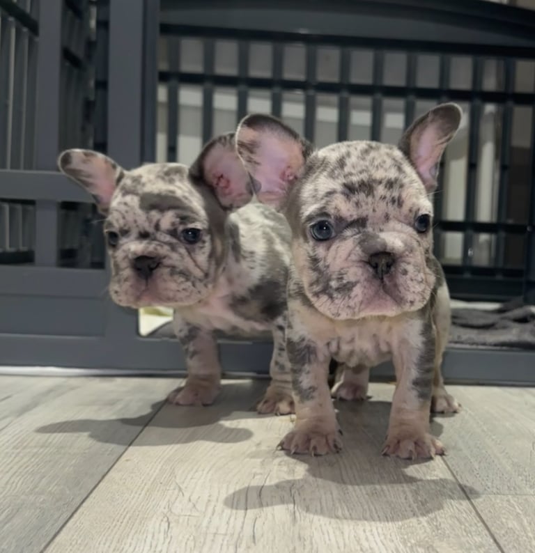 ONLY 4 LEFT🤍 quality french bulldog puppies 🤍