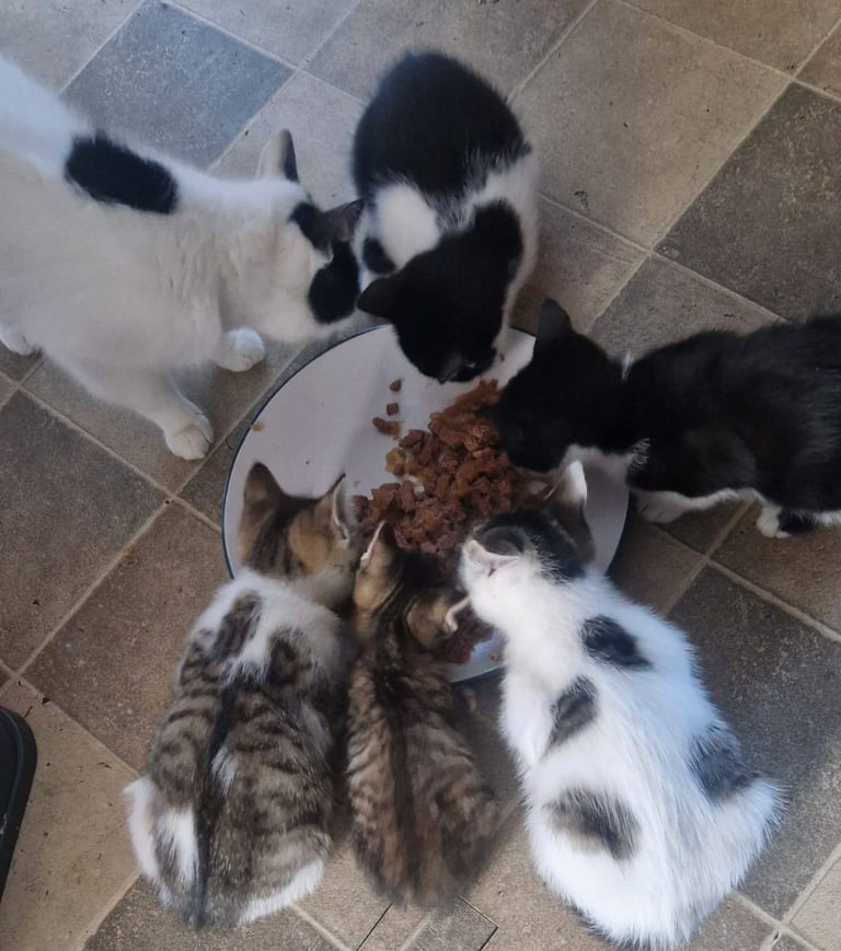 Adorable and Super Playful Kittens