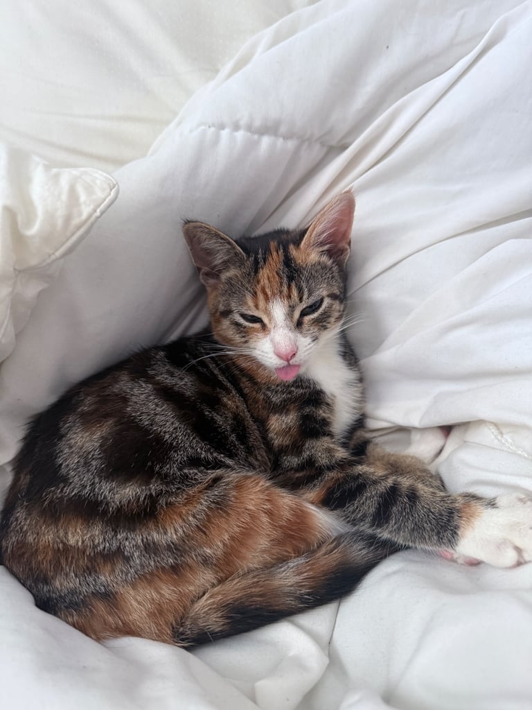 image for Kitten for sell 5 month old 