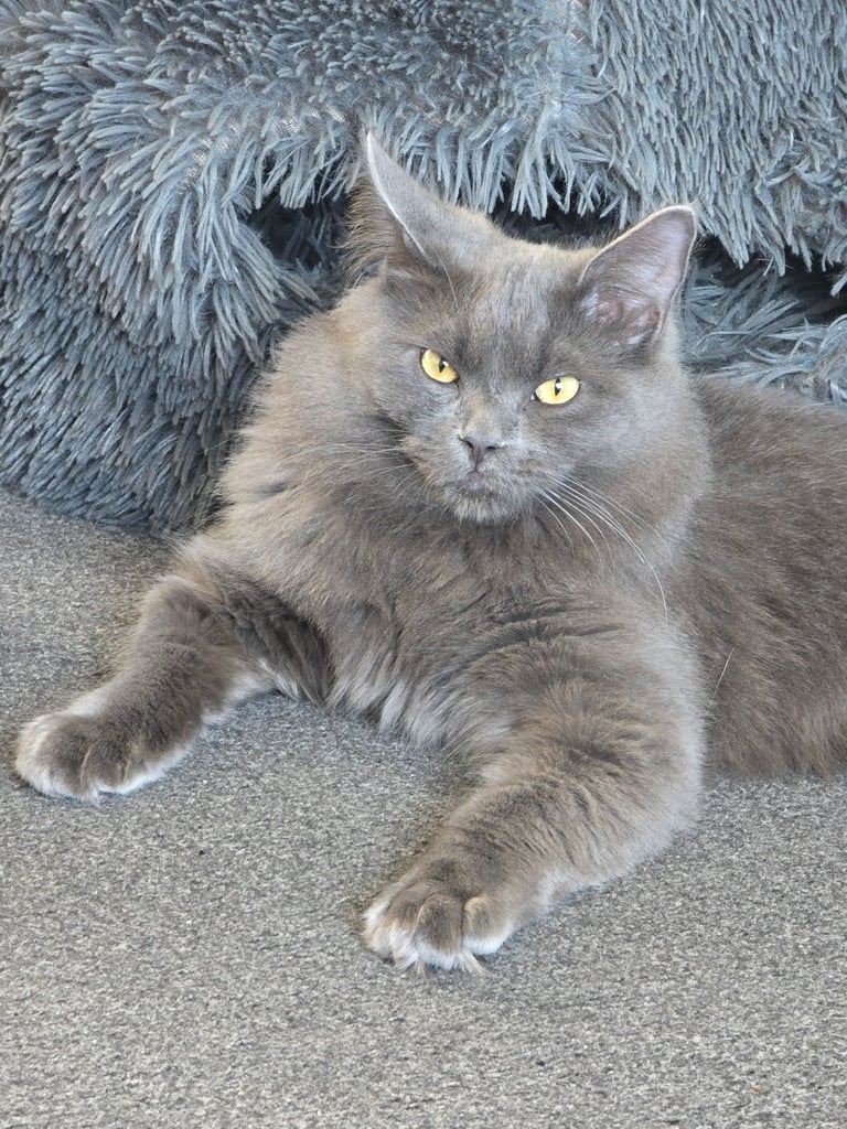 Kitten 
