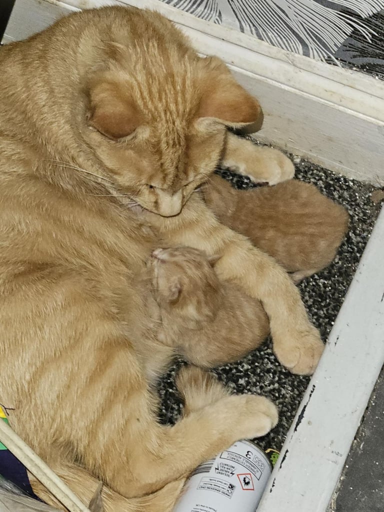 Ginger female kitten ready now