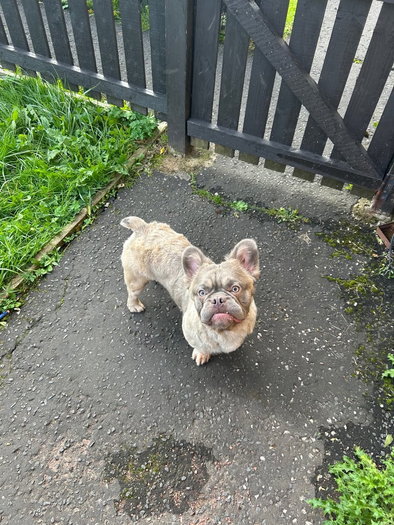 Fluffy frenchie