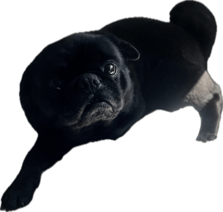 Dogs needing to be rehomed 