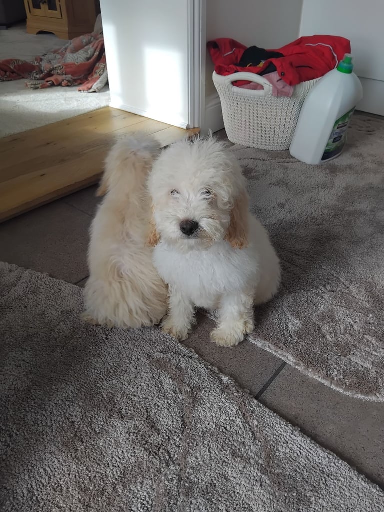 Cockapoo