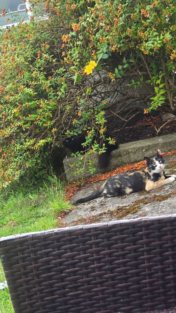 Calico Female Cat – 1 Year Old Responsible Rehoming